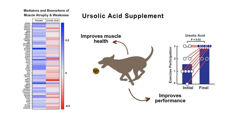 Ursolic Acid Benefits Dogs Muscle Health Ursolic Acid Benefits Dogs Muscle Health